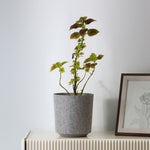 Textured Design Polypropylene Planter (Taupe)
