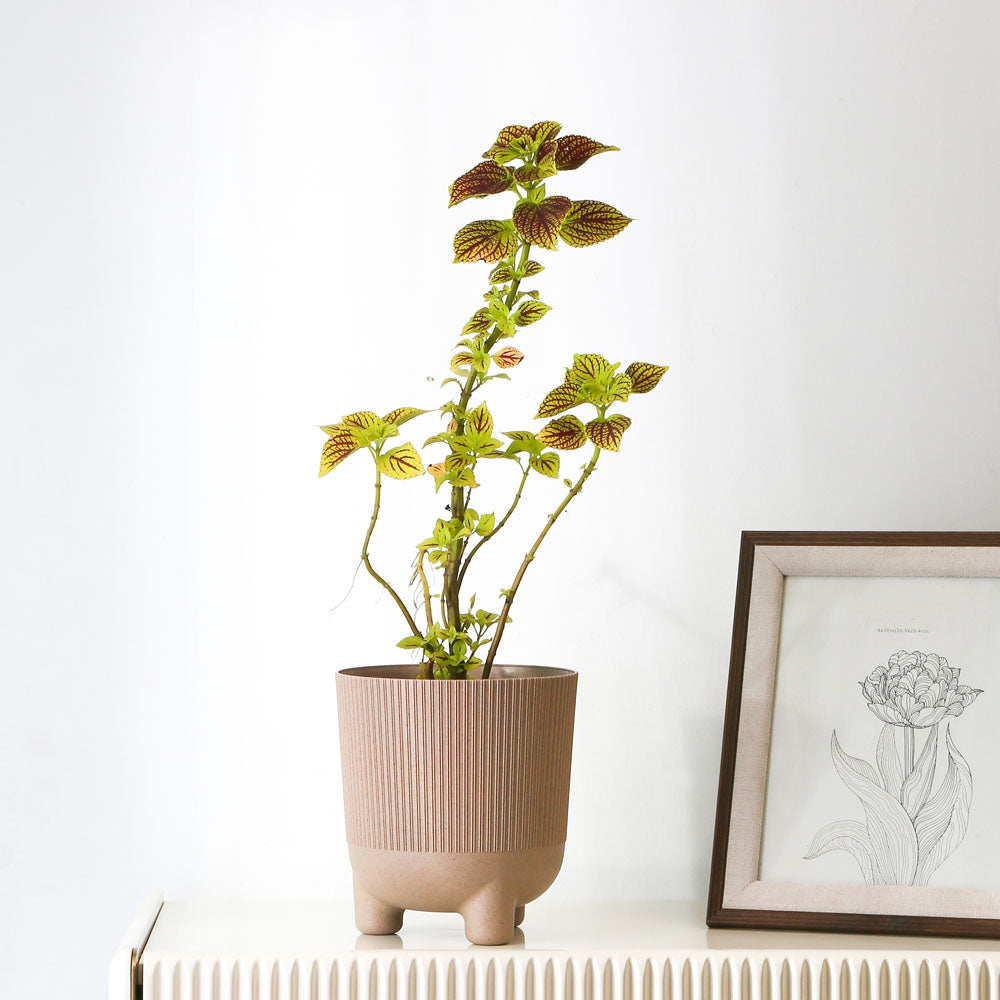 Nilkamal Fluting Design Decorative Polypropylene Planter (Latte)