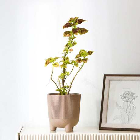 Nilkamal Fluting Design Decorative Polypropylene Planter (Latte)