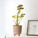 Fluting Design Decorative Polypropylene Planter (Latte)