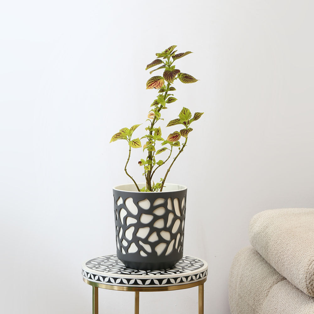 Nilkamal Decorative Mosaic Polypropylene Planter (Black & Cream)