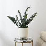 Fluted Design Polypropylene Planter (Cream)