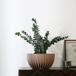 Semi Fluted Design Polypropylene Bowl Planter (Latte)