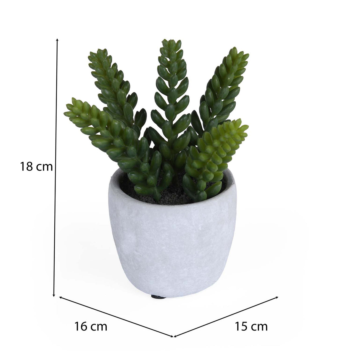 Burro's Tail Succulent Potted Plant- Green