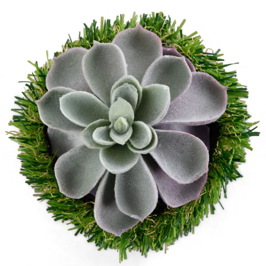 Algae Leaf Potted Plant- Green