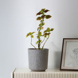 Nilkamal Textured Design Polypropylene Planter Taupe