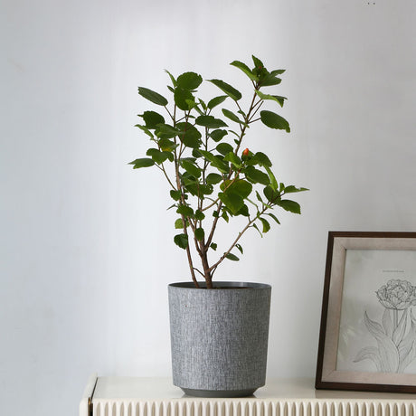 Nilkamal Decorative Indoor Outdoor Polypropylene Planter (Grey)