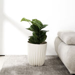 Semi Fluted Design Polypropylene Bucket Planter (Cream)