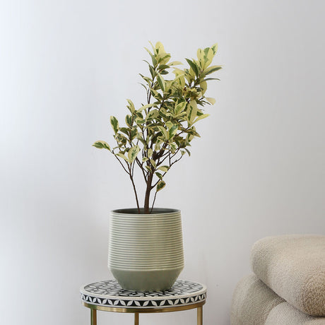 Nilkamal Fluting Design Decorative Dolomite Planter (Green)