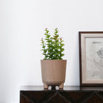 Fluted Design Polypropylene Mini Planter- Latte