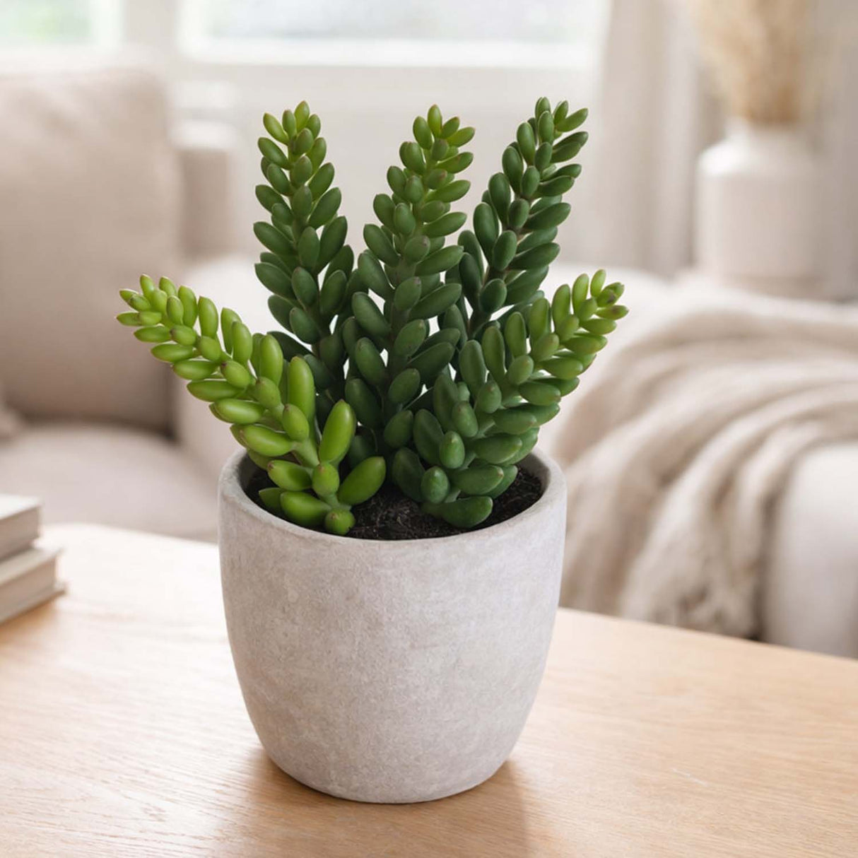 Burro's Tail Succulent Potted Plant- Green