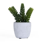 Burro's Tail Succulent Potted Plant- Green
