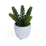 Burro's Tail Succulent Potted Plant- Green