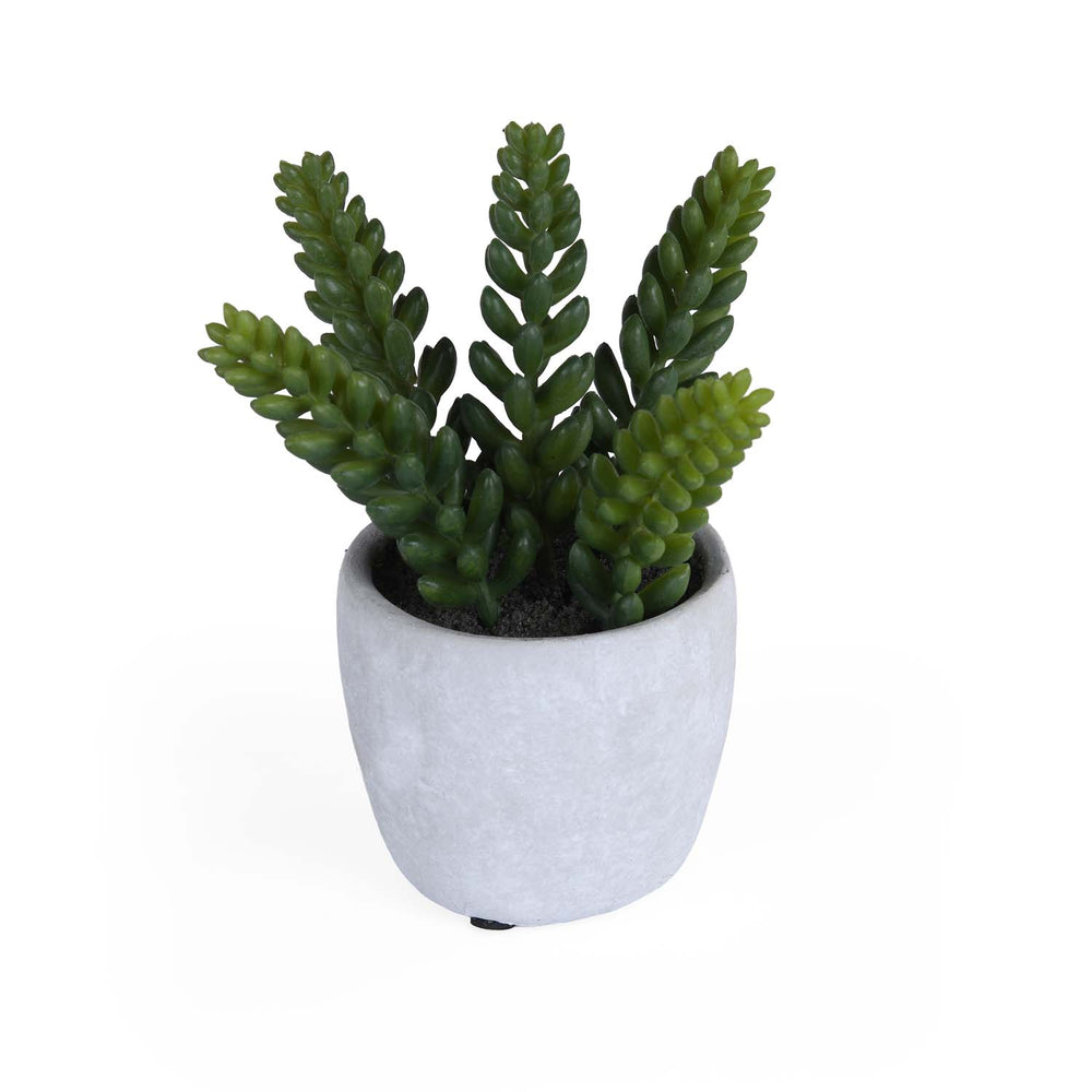 Burro's Tail Succulent Potted Plant- Green