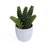 Burro's Tail Succulent Potted Plant- Green