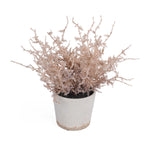 Flocking Artificial Potted Plant- Pink