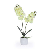 Elegant Orchid Artificial Potted Plant- Green